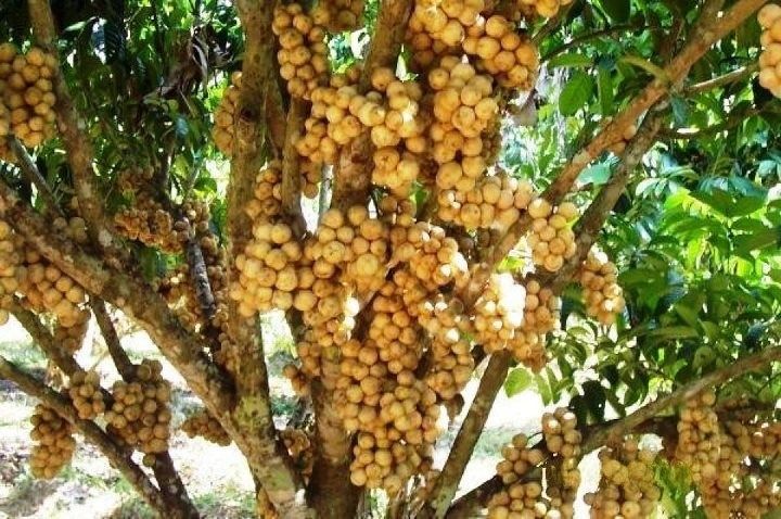  Filippino Lanzones - Found once again growing wild in most parts of the Philippines. Cream in colour when ripe,with a taste BEST described as like a sweet grapefruit. Skin can also be rubbed on your body as mosquito repellent! Lovely smaller fruit you have to TRY friends!