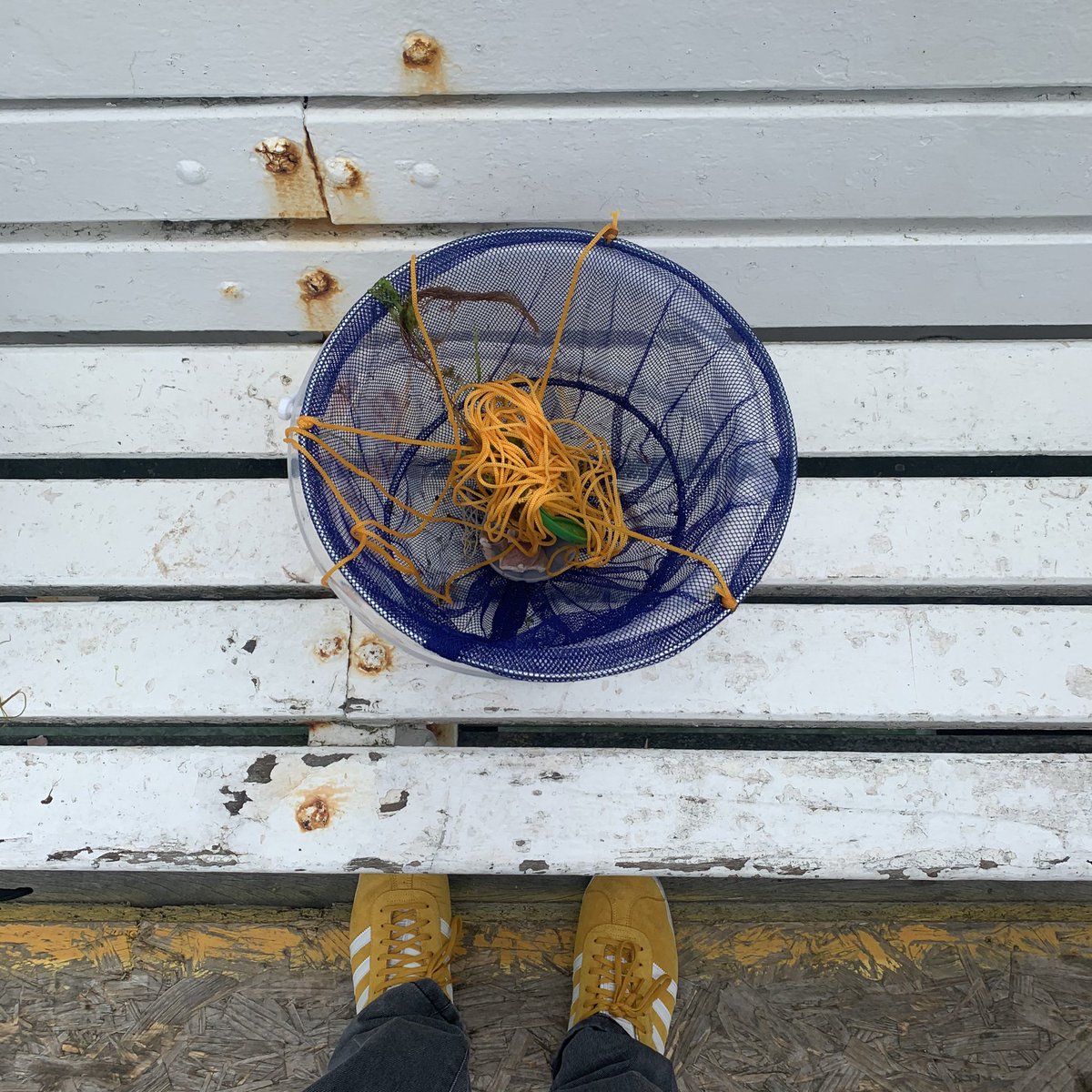 Albiestar's tweet photo. I call this study: ‘Disappointment.’ #crabbing #nocrab #Cromer https://t.co/ut9g3UJ6Ho