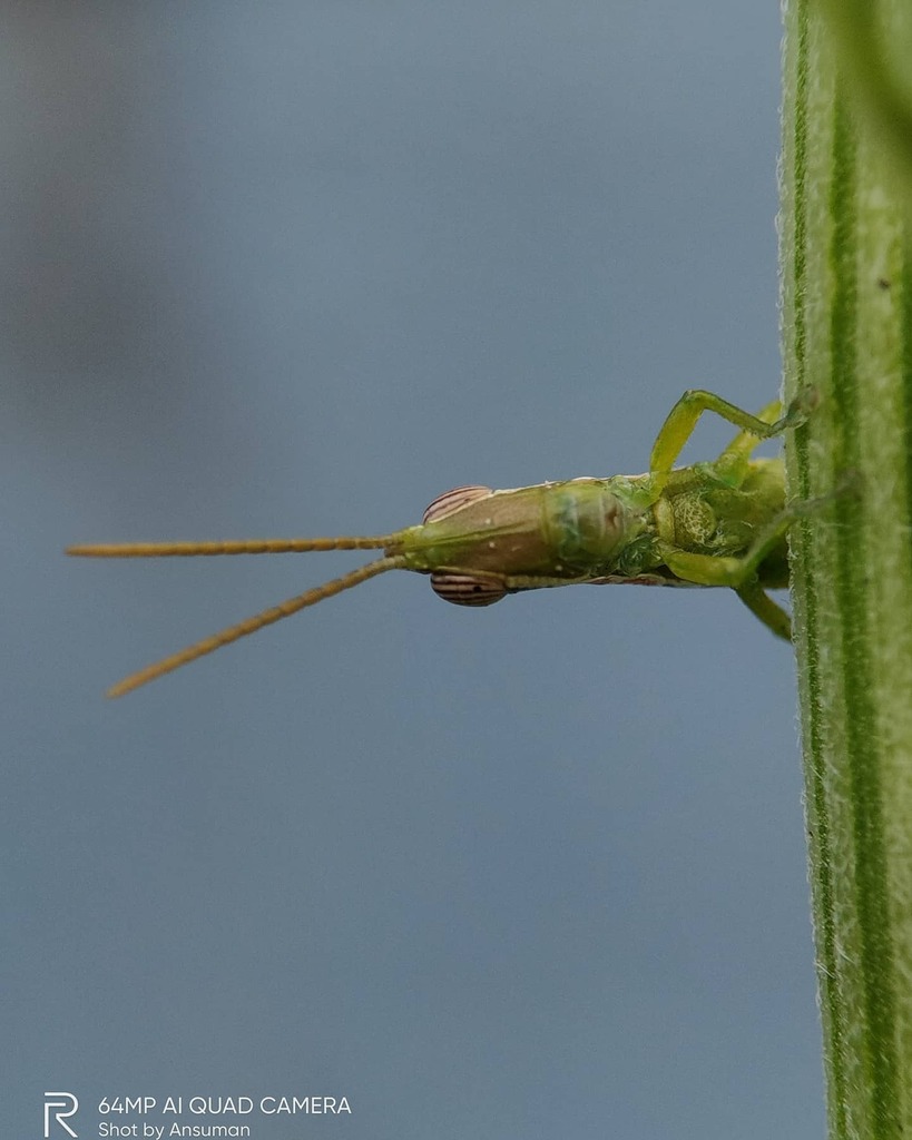 helloansuman's tweet photo. Lens: @apexel.in Prosumer Sony 2.5cm Macro Phone Lens 
________
Phone: @realmeindia #realmeX2pro #realme #shotonrealme 
________
#macro #insect #tinybug #macroindia #Lightroom #macroinsect #India #apexelindia #prosumer #colorboost #lightroommobile #india… https://t.co/BDXTtDDnqo https://t.co/qEVcqxMGHf