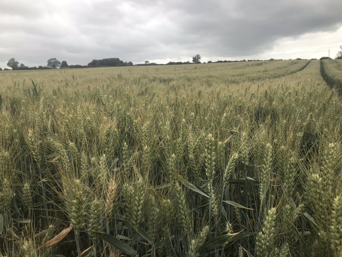SybilRuscoe's tweet photo. Eight miles walking across glorious #Cotswolds farmland #summer #farming #Gloucestershire #Oxfordshire #arable #wheat #barley #harvest20 #Windrush #Barringtons #Rissingtons https://t.co/2dch5HfOKd