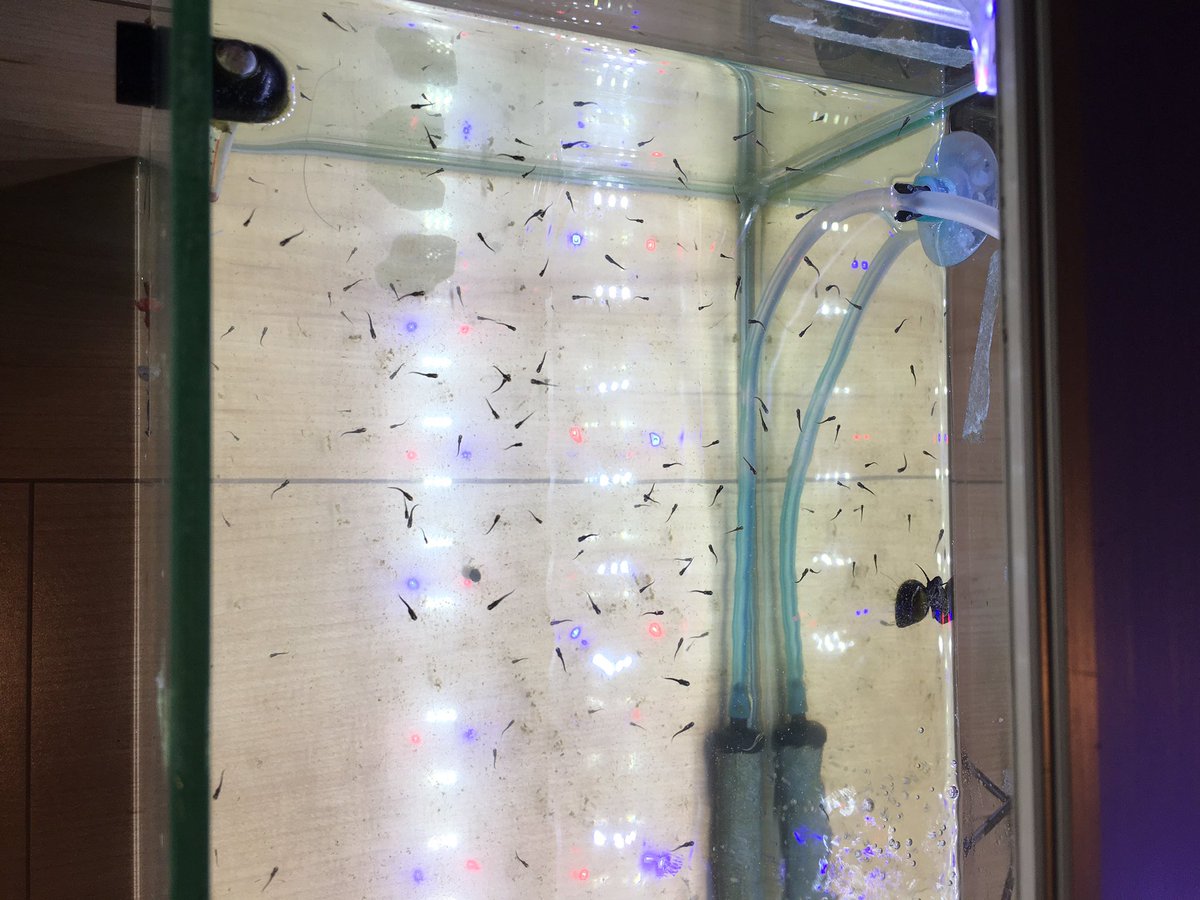 Goodsun Jr あまり凝った事はしてませんが メダカたん水槽完成です フィルターは頂いた水槽の枠が太かった事もあり 迷った挙句 Chutti0506さんの動画 最強の外掛けフィルター降臨 コトブキ プロフィットフィルター Big T Co Pbx6ezujzb