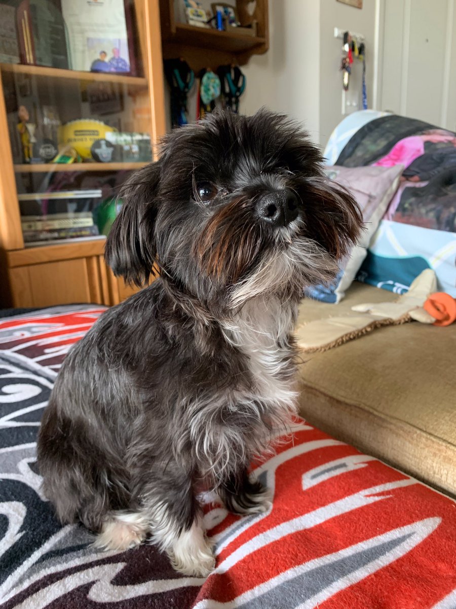 CrewPup96's tweet photo. It’s #Crew96 Matchday and I have a barking damn hot spot that needs to get checked at the vet this afternoon 😣 #CrewPup #SadFace https://t.co/7zSFcr8SX2