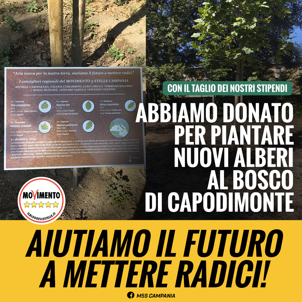 CON IL TAGLIO DEI NOSTRI STIPENDI ABBIAMO DONATO PER PIANTARE NUOVI ALBERI AL BOSCO DI CAPODIMONTE 🌳🌳🌳

L'ambiente è una stella fondamentale per il Movimento 5 Stelle per questa ragione abbiamo deciso... >>> bit.ly/3g7sXpN