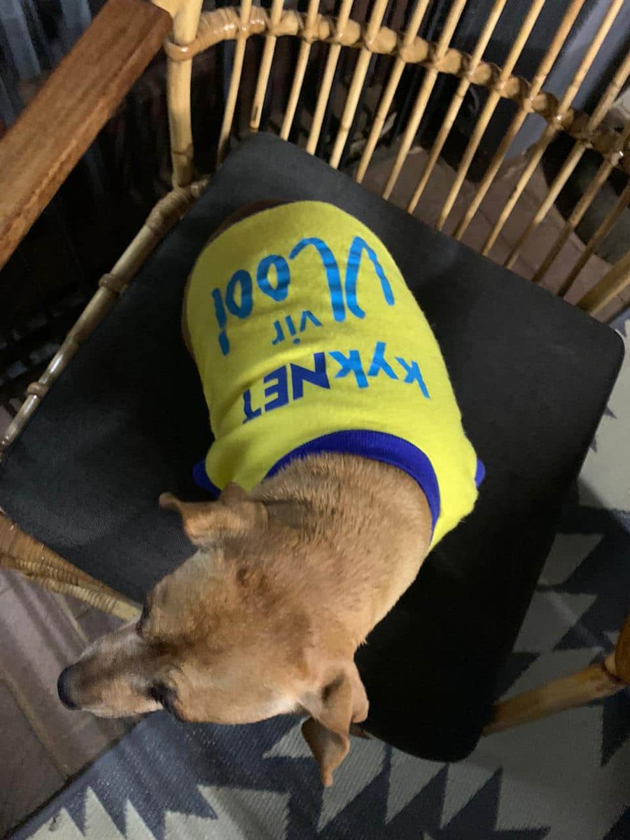SpanLeRoux's tweet photo. #Kwarantyn: 🐶🦴💕 #kykNETVirVlooi! Suid-Afrika, wat is julle boodskap aan dié gewilde brak? Laat weet ons hier onder. 👇 #SpanLeRoux .@kykNETtv https://t.co/siOnFkbjB6