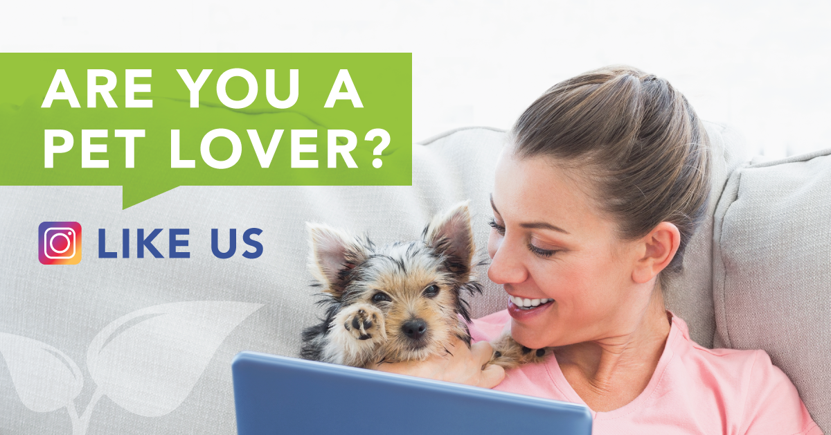 pet_evolution's tweet image. Hey friends! Did you know that we are on Instagram! We like to post cute pics of our visitors there… 

Follow us and see some cute floof! 

instagram.com/petevolution