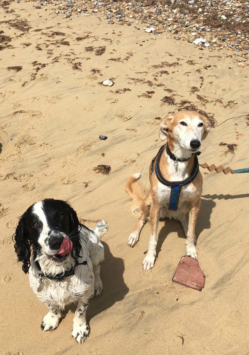 preceptormel's tweet photo. After COVID and several doggie injuries, finally managed a dog walk with my big sis.
Fred is exhausted and happily dreaming of sandy beaches #Brightonboyusedtopebbles #dogsoftwitter #ClimpingBeach https://t.co/i0VCYE0Qg2