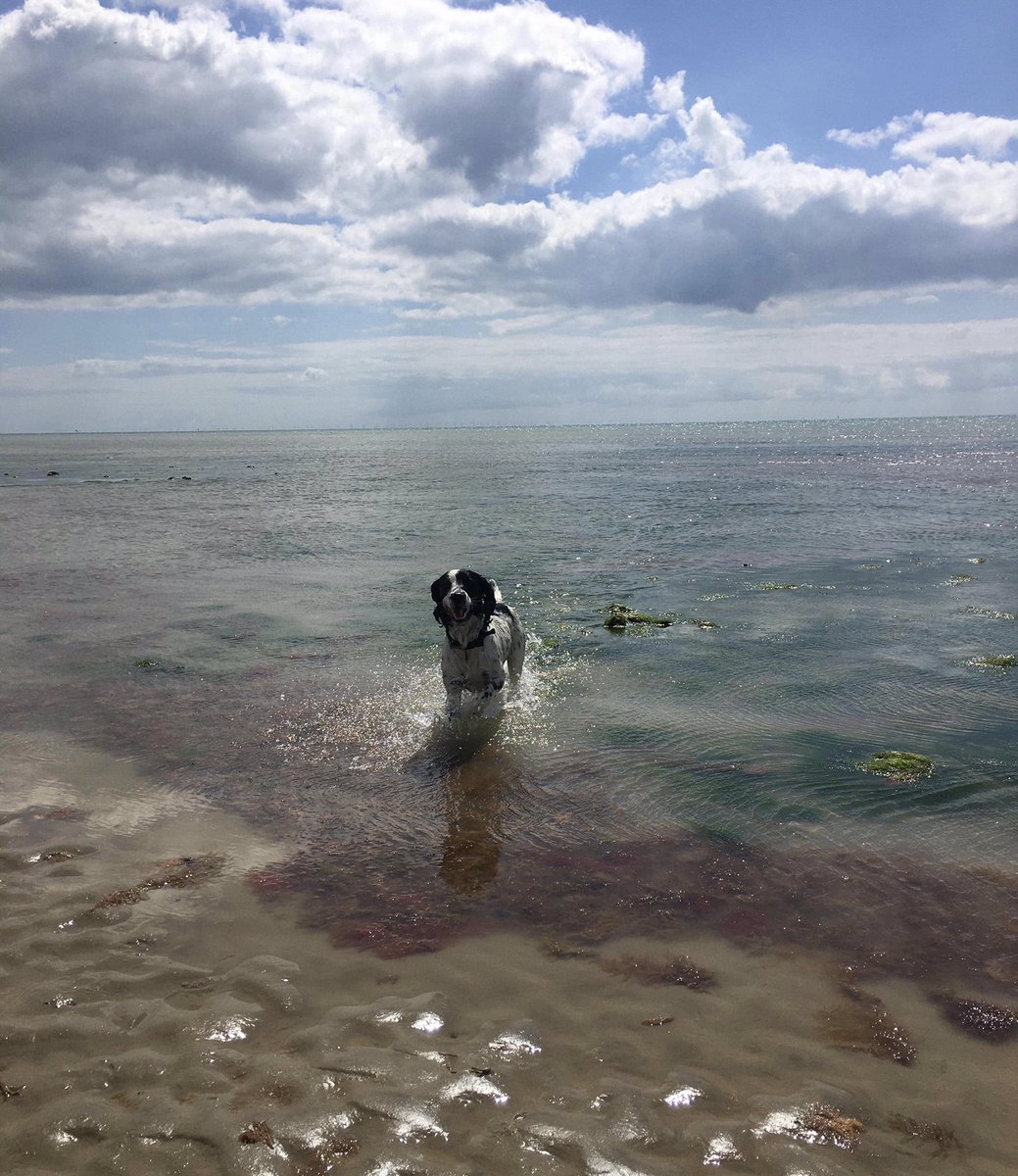 preceptormel's tweet photo. After COVID and several doggie injuries, finally managed a dog walk with my big sis.
Fred is exhausted and happily dreaming of sandy beaches #Brightonboyusedtopebbles #dogsoftwitter #ClimpingBeach https://t.co/i0VCYE0Qg2