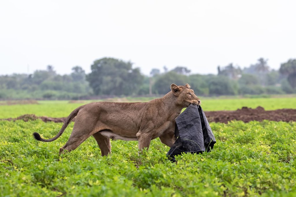 forestwala's tweet photo. Lions are farmer’s friend as they kill crop damaging animals. They do not like plastic littering also. Clicked outside the Sanctuary area # Swacch Bharat Abhiyaan 📷 Beatguard Bhavin Solanki  @Saket_Badola @ParveenKaswan @DCFGirEastDhari @dipika_bajpai https://t.co/Asfv516h7F