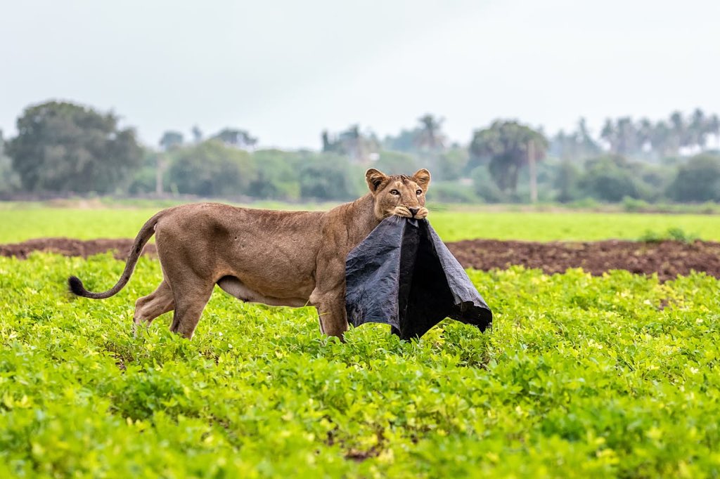 forestwala's tweet photo. Lions are farmer’s friend as they kill crop damaging animals. They do not like plastic littering also. Clicked outside the Sanctuary area # Swacch Bharat Abhiyaan 📷 Beatguard Bhavin Solanki  @Saket_Badola @ParveenKaswan @DCFGirEastDhari @dipika_bajpai https://t.co/Asfv516h7F