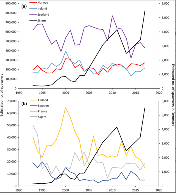 This is also one of the major causes that Denmark is the only country where anadromous salmonid populations are showing an increase ( https://doi.org/10.1111/fme.12385) Black Line - Danish River Skjern compared to development in other countries (other line colors).