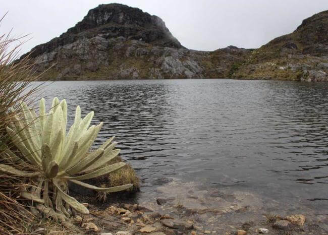 BluRadioCo's tweet image. Viceministra de Minas le falta al respeto a Bucaramanga: alcalde sobre oro en Santurbán bit.ly/30RYoxT #MañanasBLU