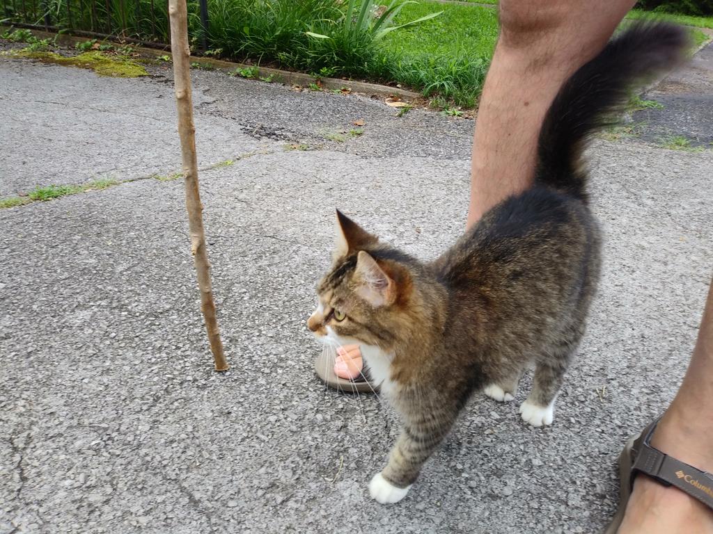 ithaca2002's tweet photo. Anyone missing a sweet cat? Roaming around Sumpter Ave. for the past week or so. @joeimel https://t.co/qhrhUnlW6G