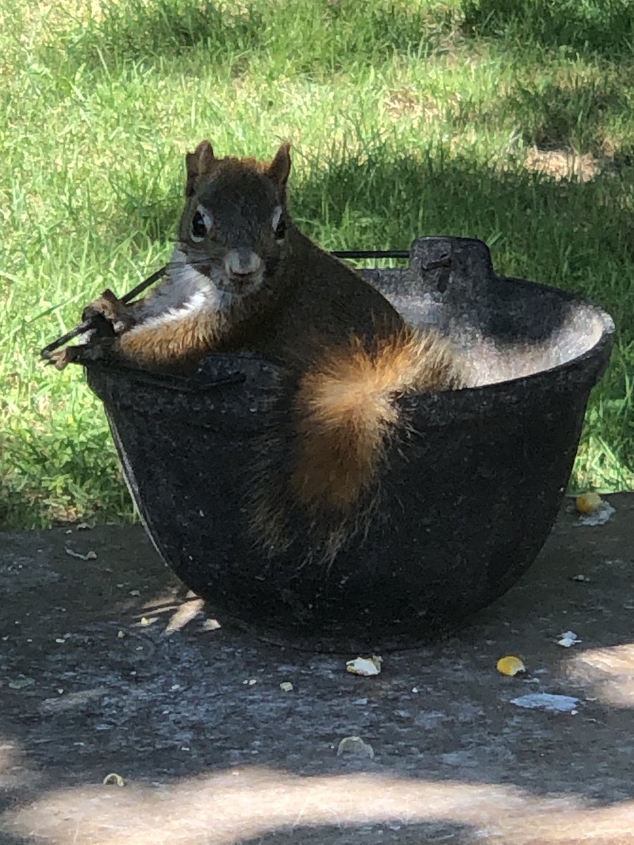 markwgreenMF's tweet photo. A squirrel in the pot is worth two in the bush. https://t.co/f6zaS8MUON