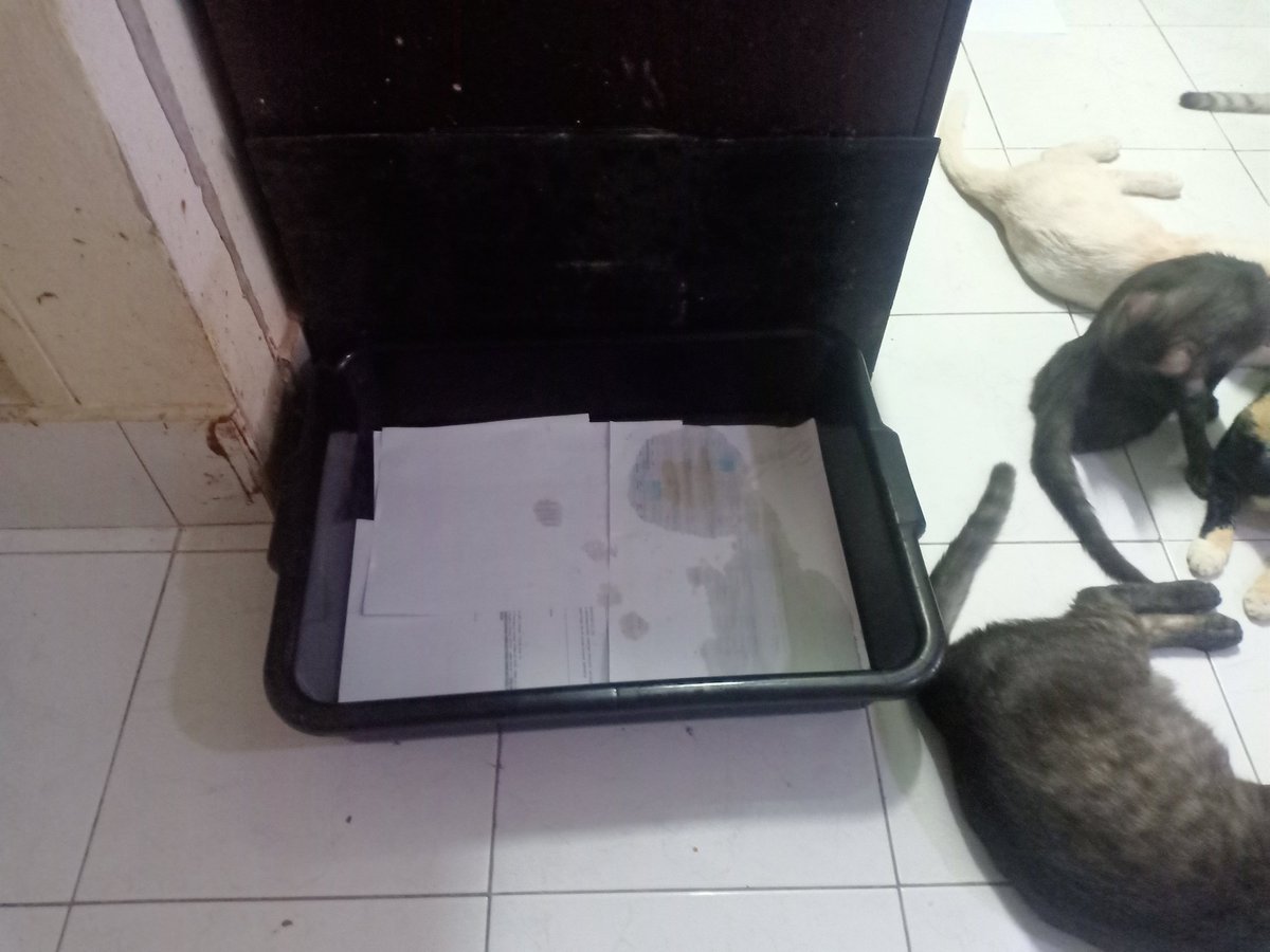 KatvarinS's tweet photo. ขอรับบริจาคกระดาษหนังสือพิมพ์ หรือ กระดาษเหลือใช้ เพื่อมาปูรองกระบะและรองพื้นให้แมวจรที่บ้านค่ะ (24 ตัว)
น้องเป็นแมวจรทั้งหมดอยู่กันมาหลายปีแล้วไม่เคยเดือดร้อนขนาดนี้ เพราะเจ้าของตกงาน มา5เดือนแล้วค่ะ อาศัยรับจ้างทั่วไปรายวันและทำขนมหวานขาย #ป้าใจดี #ดมดรตมล https://t.co/h2Zfb2TlFl