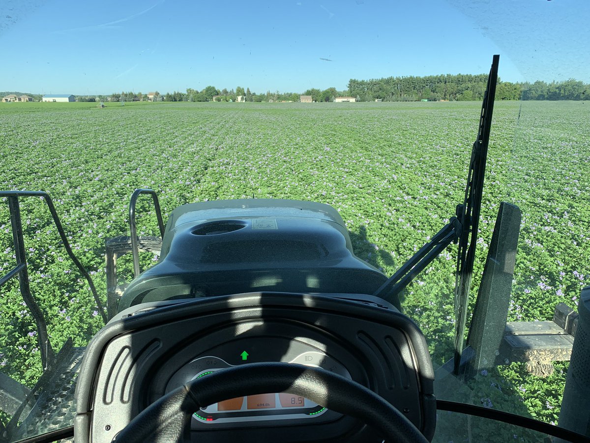These spuds are hanging on nicely through all this heat. Praying for a cool August to help finish them off. #officeviews #farming