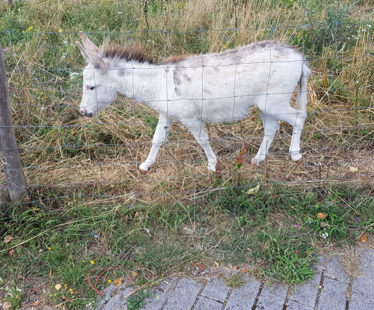 olivierjarde's tweet photo. Poulailler partage avec des "coucou des Flandres", des ânes, des pommiers #zacintercampus Bravo au comité de quartier sthonore et à Anne Marie Guiziou @MargauxDeletre https://t.co/Iz3CkvZwV9