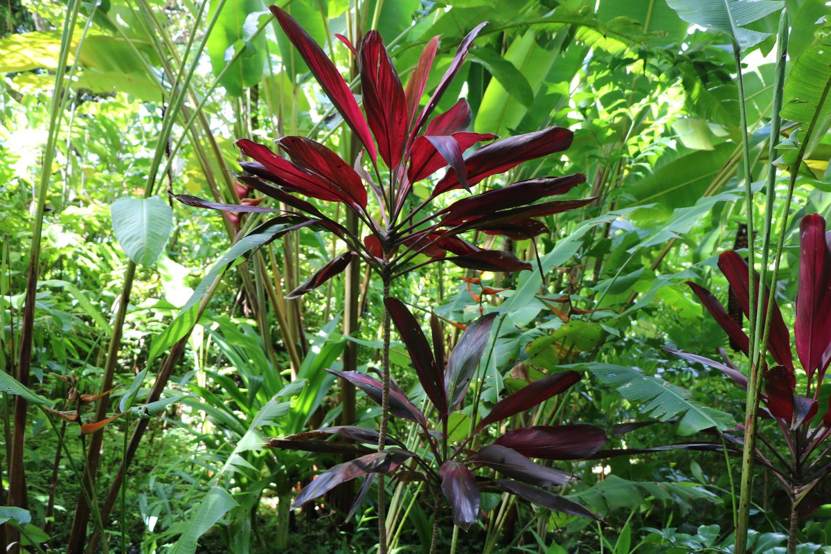 Flower Forest is open 8 am to 4 pm 7 days a week, closed only on Christmas Day and Good Friday. Please come tour our peaceful garden.