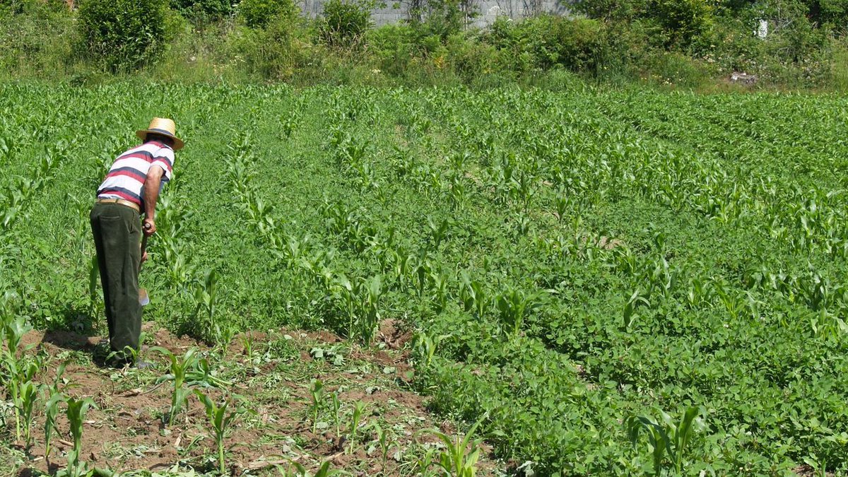 📡💧↘️ Tecnología por satélite para reducir hasta un 30 % el uso de agua en los cultivos.
.
➡️ ow.ly/Pagf50AKiZW vía  <a href="/lavozdegalicia/">La Voz de Galicia</a>
.
<a href="/fresh_biz/">Fresh Business Food & Nutrition Innovation</a> <a href="/hazifundazioa/">Hazi Fundazioa</a> <a href="/nirea_akordioa/">NIREA</a> #alimentación