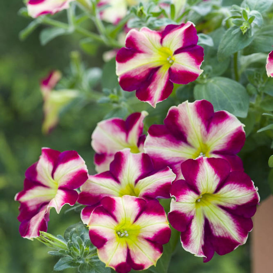 hortcouture's tweet photo. 🌺Panache cherry slice 🌺   Available at independent garden centers only! Also featured on @QVC https://t.co/orRxfpUrux