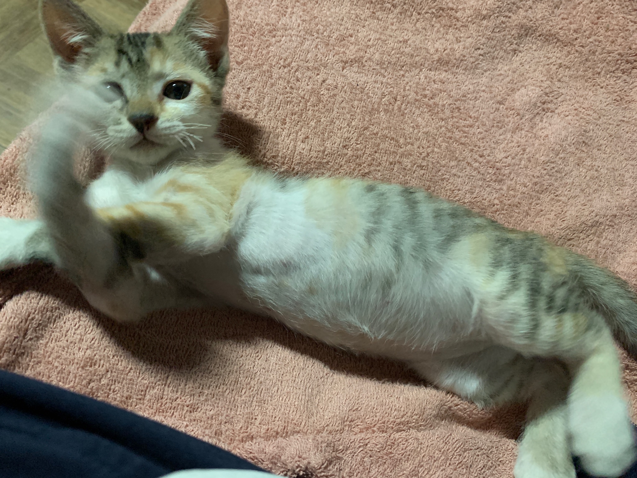 画像 猫パンチの達人 ミケちゃん 子猫 子猫拾った 猫のいる暮らし T Co Buj4efe5nf Matomehub まとめハブ 画像 猫パンチの達人 ミケちゃん 子猫 子猫拾った 猫のいる暮らし T Co Buj4efe5nf Matomehub まとめハブ
