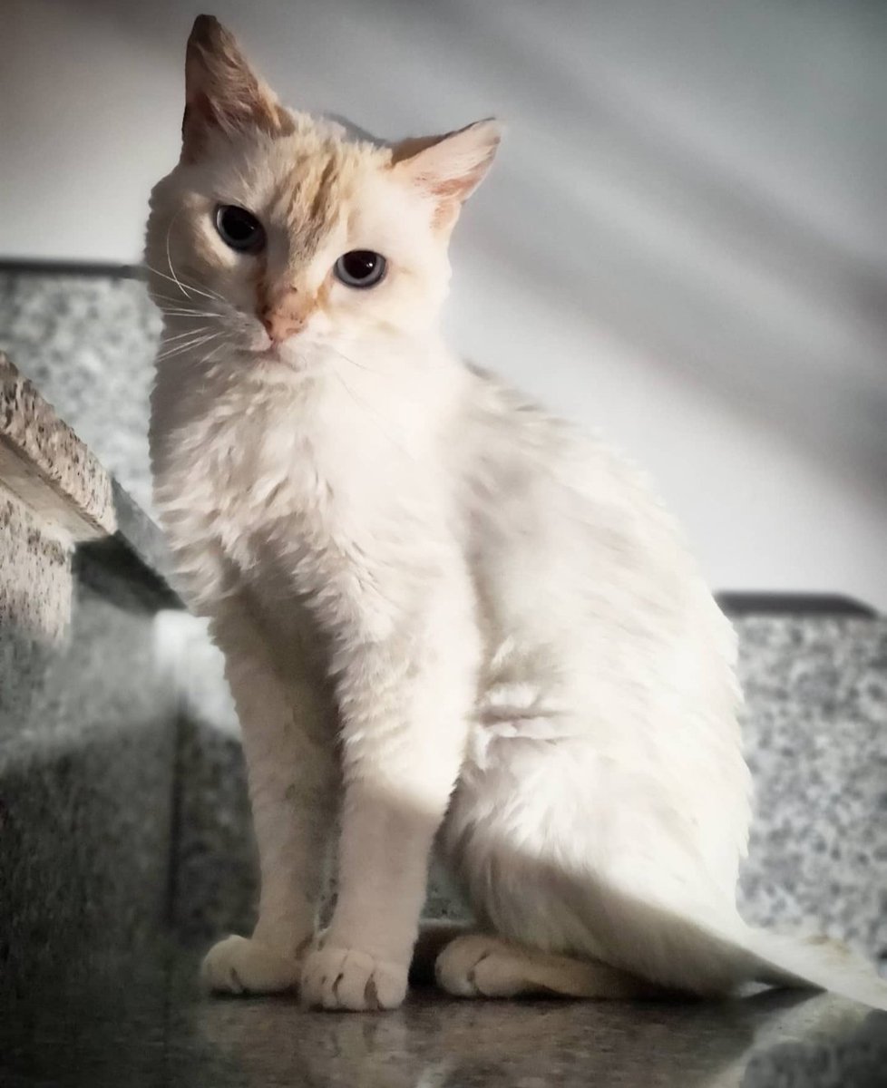 Ruano____'s tweet photo. Este es Mochi. Le encontramos malherido hace 3 meses y desde entonces he estado cuidando de él. Por suerte ya está perfectamente sano, pero no puedo tenerlo a mi cargo durante más tiempo. Os cuento la historia con esperanzas de que se difunda y le encontremos un hogar definitivo. https://t.co/LDWzirstgg