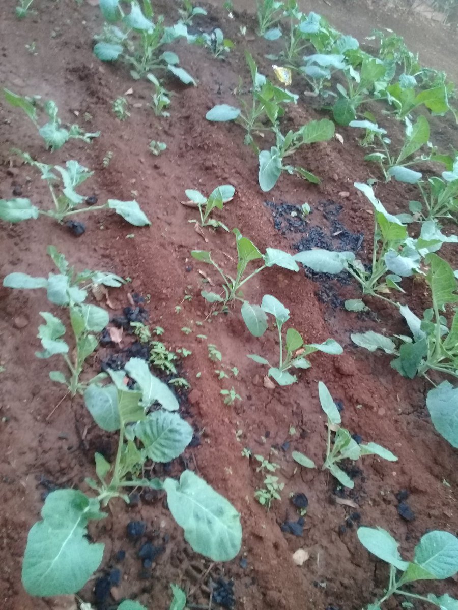 KholoHope234's tweet photo. @OLX_ZA My mom and I made a lil garden to get us through tough timesπ€
#LiveMoreWithOLX https://t.co/ruPx3uAcGC