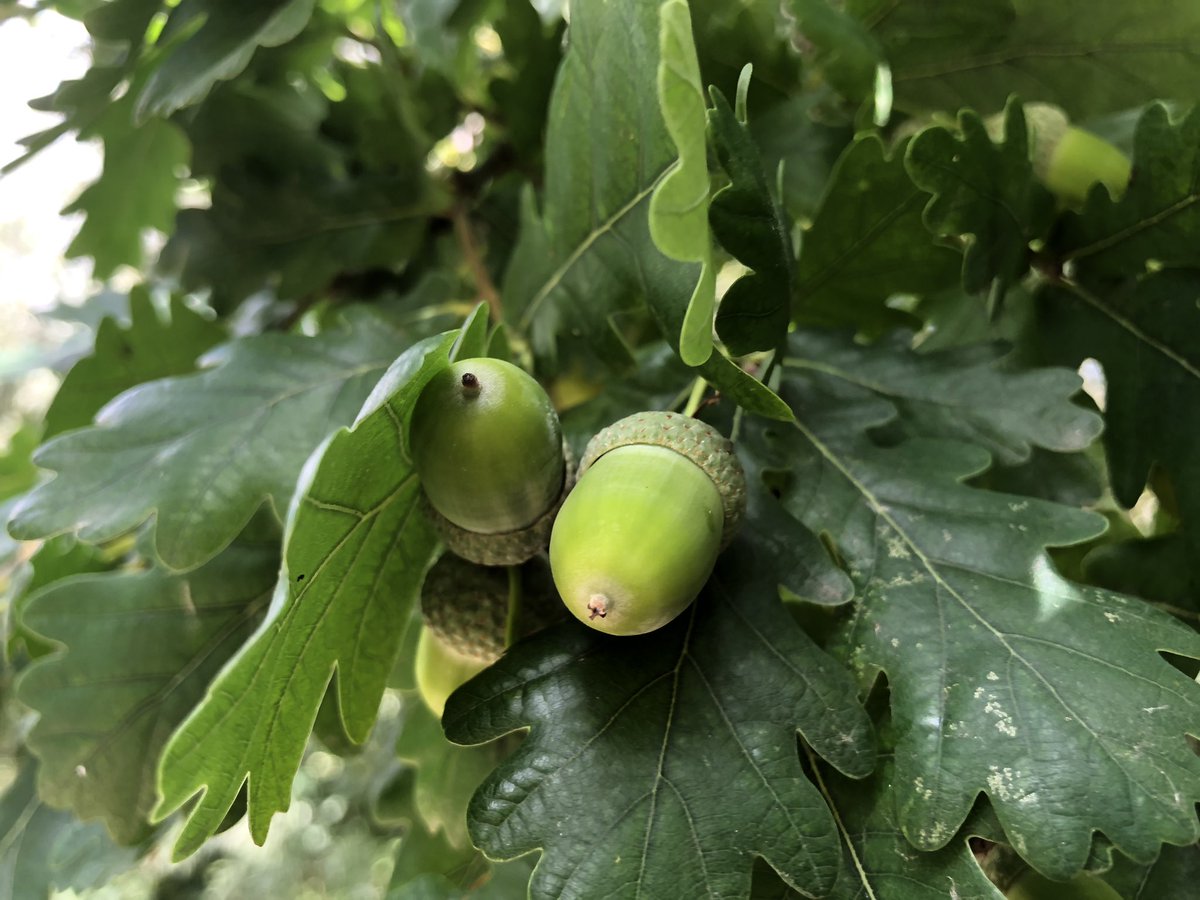 pedumit's tweet photo. Spotted beautiful green acorns (oaknuts) while walking in the Parc du Bon Pasteur of Evere, in Belgium. #acorn #oaknut #Evere #oak https://t.co/HIpNltO4q4