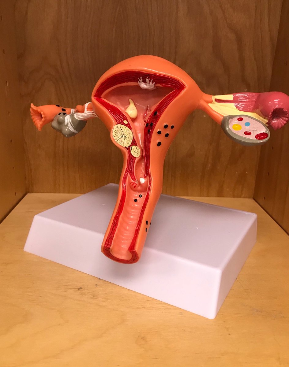ReevesCollege's tweet image. These are some of the coolest models we've seen. 

(The Medical Office Administration students use these various models and tools.)

📸 Found at the Lloydminster campus.

#medicalmodels #classroomtools #learningtools #learningprops #lloydminsterab #reevescollege