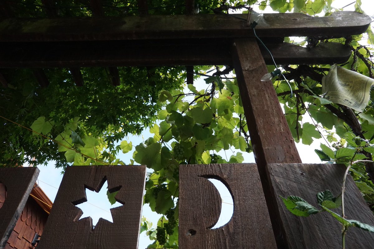 selunaphoto's tweet photo. Spot the grapes? 

#naturephotography #livephotography #streetphotography #nature #grapes #richmond #photography #photo #seluna #perez #selunaphotography #selunaphoto #ax6000 https://t.co/2A2ilvIGEt