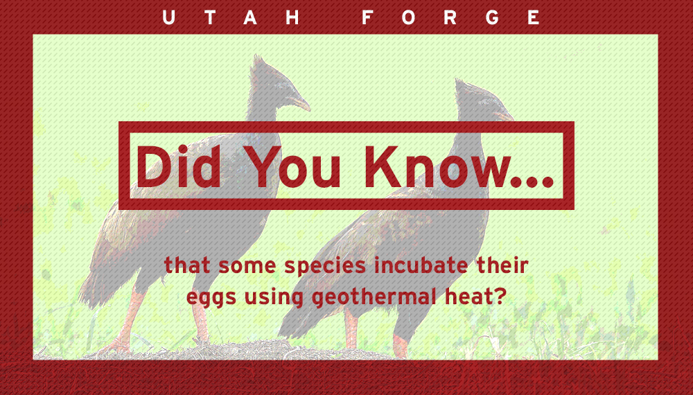 utahforge's tweet photo. Did you know that some species incubate their eggs using underground geothermal heat? Check out how geothermal heat is beneficial for these species here:
https://t.co/G3dTswloWj

#UtahFORGE #GeothermalEnergy #Megapodes https://t.co/Q9DMdlenLr