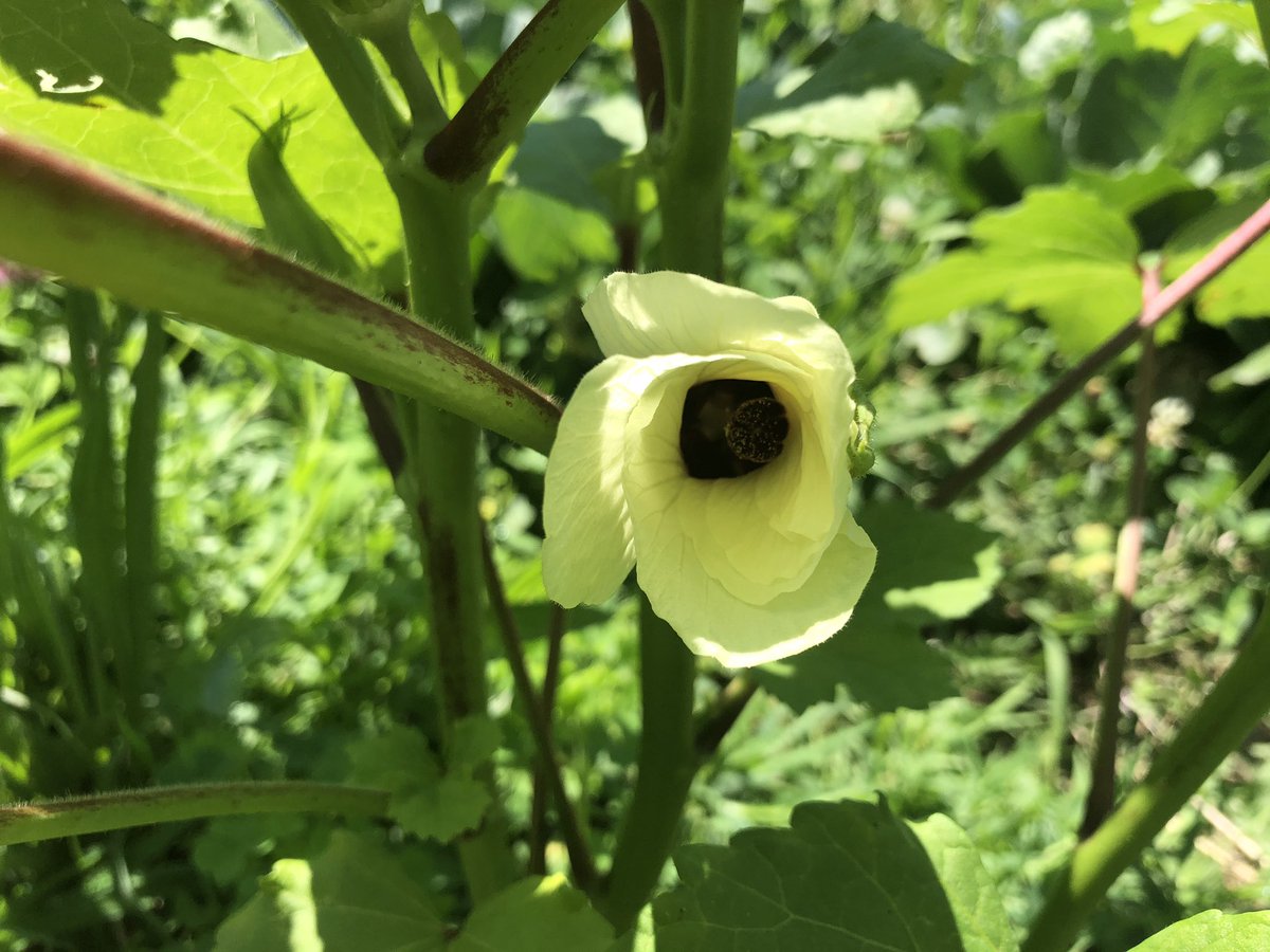 Little melon (Kajari) and beautiful Okra flower