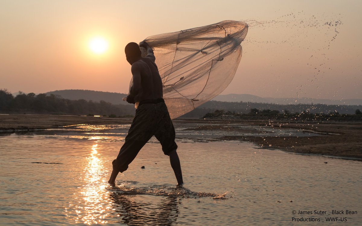 Además, a medida que se acaban los peces y sus migraciones, se afecta la salud de los ríos y de quienes viven de ellos. Se estima que las especies de agua dulce son un sustento vital para casi 20 millones de personas en el mundo que dependen de la pesca.