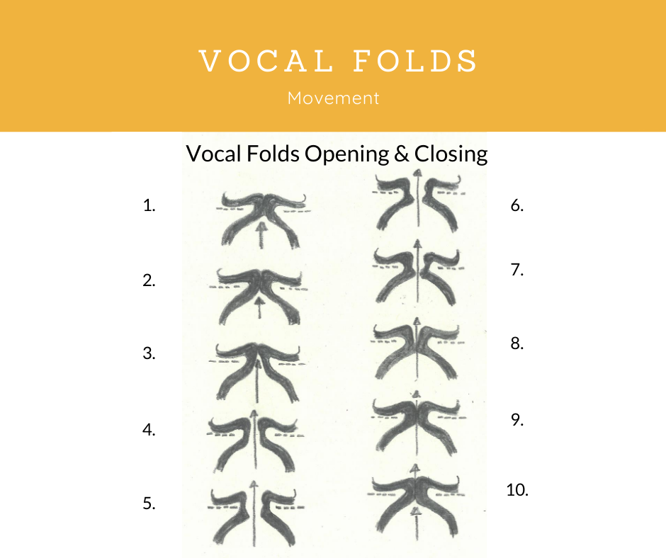 VoxTrain's tweet photo. Vocal folds move in a wave-like pattern called the mucosal wave. Voice specialists measure the stability and regularity of the mucosal wave. If stiffness or immobility occur, treatment is given to restore your vocal fold vibrations back to their normal, optimal levels. https://t.co/ya0rTJPpae