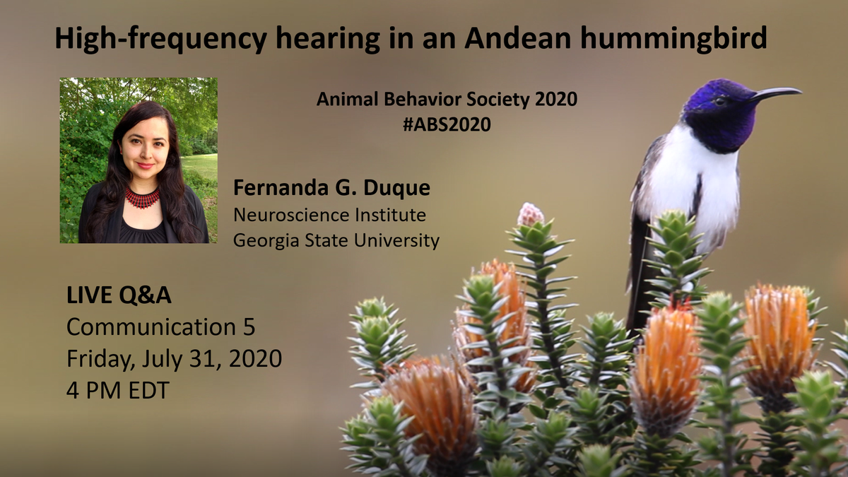 ferduque14's tweet photo. Want to learn more about how some hummingbirds use high-pitched songs in conspecific communication? Check out my presentation @AnimBehSociety and join the Live Q&A on Friday!
#Hummingbirds #abs2020 #VocalCommunication https://t.co/bvdOxn57F5