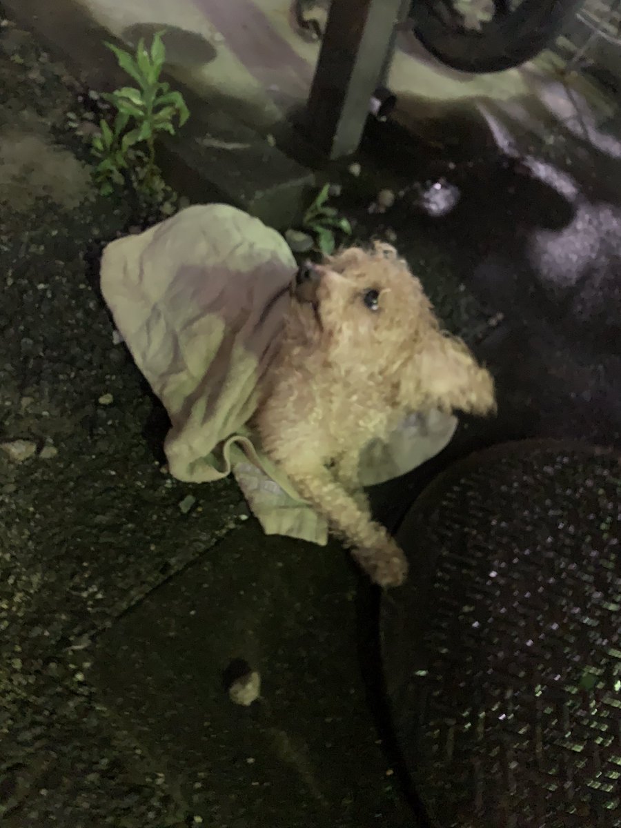 05mion10's tweet photo. さっき朝霞警察署近辺で
プードルちゃんの迷い犬を見つけました
うちの子！あの家の子だ！
あの人が飼ってた子に似てる🤔
などなど心当たりある方は
朝までなら朝霞警察署、朝以降は保健所に引き渡されるらしいから保健所に問い合わせてください！！
期限が過ぎたら、、、だから
RTで回してあげて😭😭 https://t.co/klRw4Jp4tm