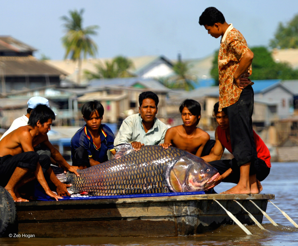 Aunque es evidente que los peces de agua dulce están gravemente amenazados, los vacíos de conocimiento siguen siendo muy grandes. La abundancia de las poblaciones, las diferencias regionales y la descripción de sus patrones migratorios aún no se han abordado de manera profunda.
