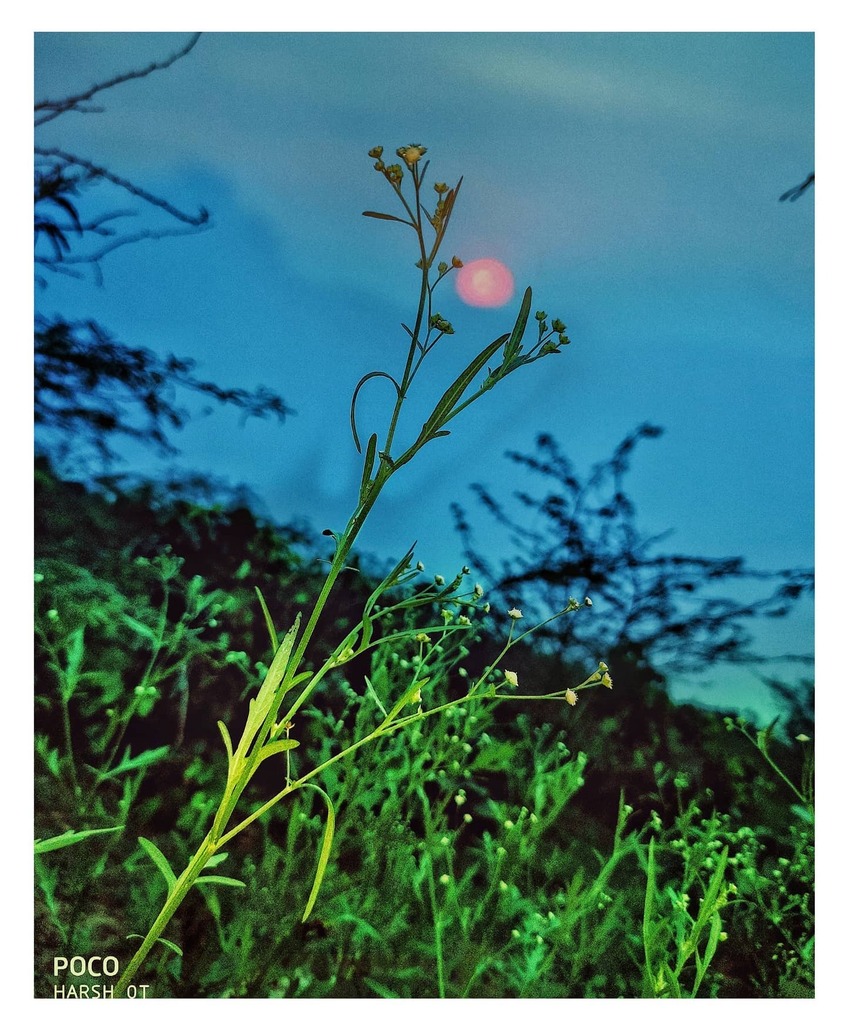 hashtag_harsh_'s tweet photo. "Opacarophile"❣️
 Shot on @indiapoco 🌸🍀
@mobile_photography_snapseed
.
.
#wandrographer
#mobileography
#lensgrapher
#p_mobii_graphy
#mobigrapher
#createwithar
#mobile__photography___
#mobile__photography_0
#mobile_photography300
#_mobile_photography_… https://t.co/xwY87wVCN4 https://t.co/7cykWc1qCy