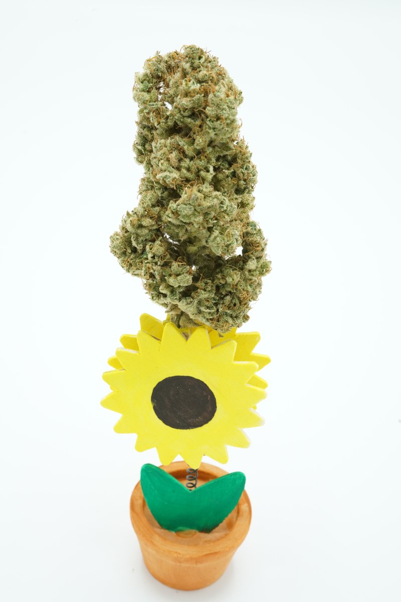 DutchPassion_'s tweet photo. C-Vibez buds are extremely potent which makes for a very strong, long-lasting high when consumed.
#CVibez #MadScientist #Voodoo #hybrid #frosty #frostyfriday #thcmovement #trichomes #fueledbythc #headrush #headhigh #active #activehigh #creativehigh
#couchlock https://t.co/Jfm6hNrlNl