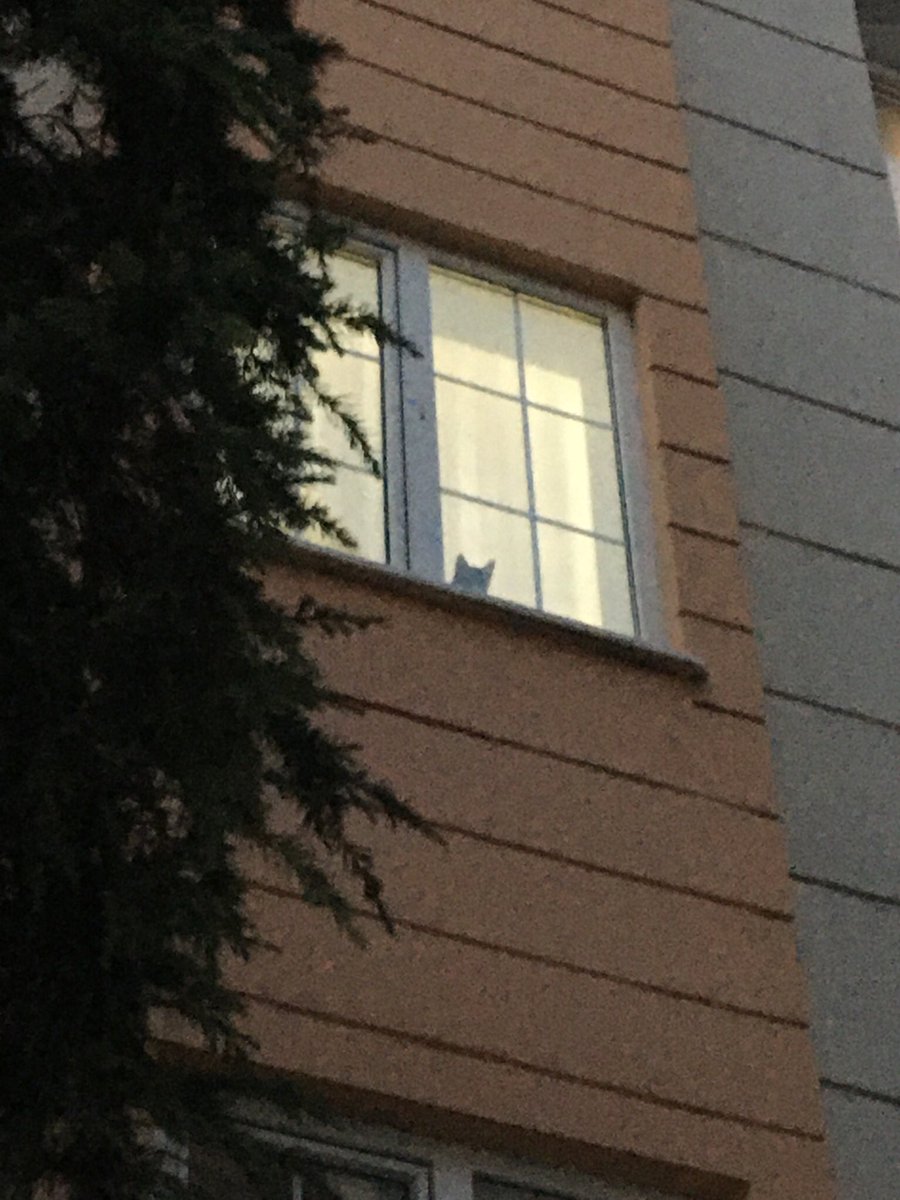 Sokaktaki kedileri beslerken bizimkine yakalanmışız