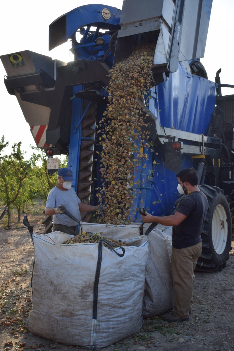 Novalmendro (marca con la que Todolivo trabaja el almendro y otros frutales), ha iniciado hoy la recolección de la 5ª cosecha del ensayo del Almendro en Seto que tiene en la finca Sta. María (Pedro Abad, Córdoba)