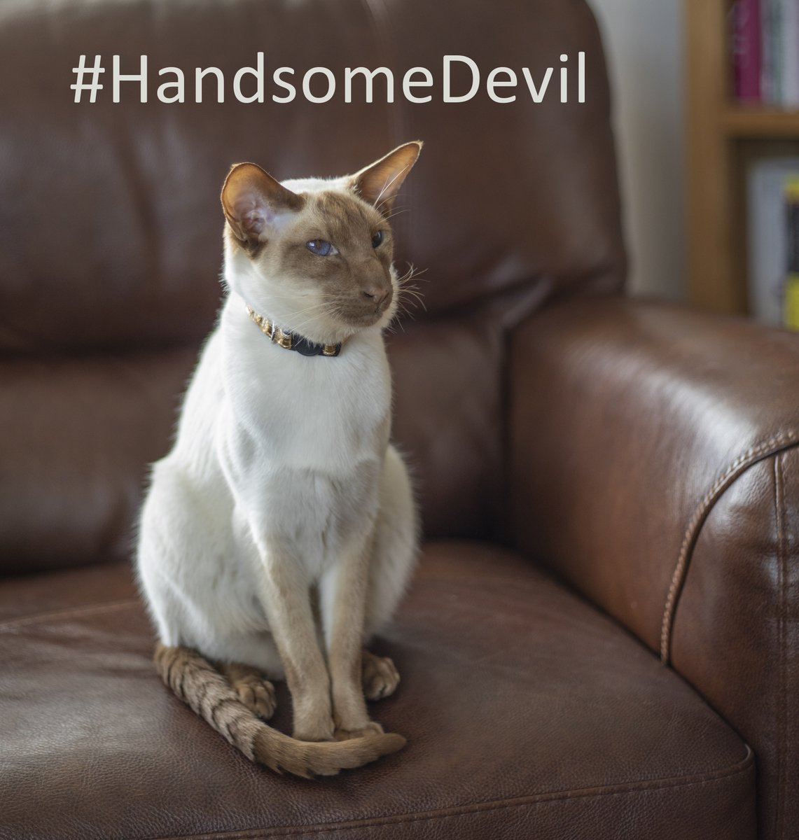 Diablo_Siamese's tweet photo. #TeamDiablo @jolenehunter #CatsOfTwitter #CatsofInstagram #Canon5DMarkIV #GoodCameraIsOut https://t.co/A4WyRyugUl