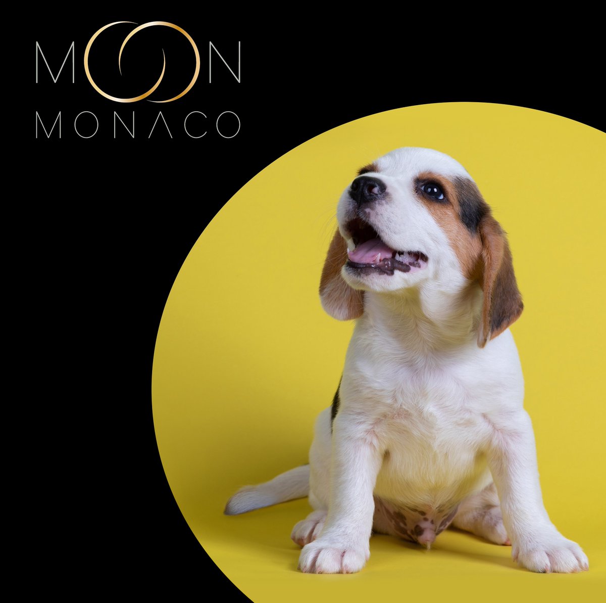 moon_monaco's tweet photo. #FeelGoodInstant #StaySafe

#dogsoftwitter #doglovers #dogoftheday #doglife #FashionForPets #MoonMonaco #FineJewelleryForPets #Gold #18CaratGold #NewCollection #Celestial #Monaco #Design #Puppy #Dog #Beagle #yellow https://t.co/cDCRASLxJ7