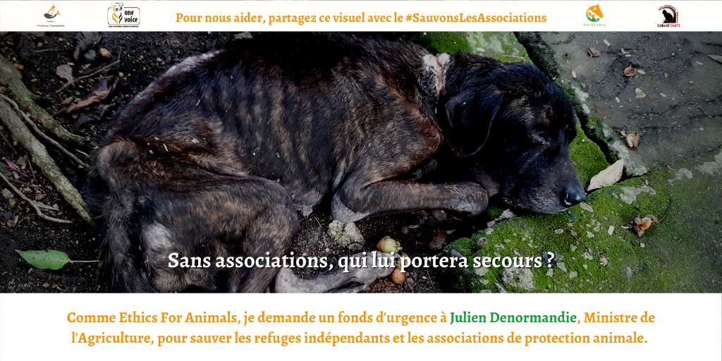 lindahardy's tweet photo. 🔃Avec @EthicsAnimals, je demande un fonds d'urgence à @J_Denormandie. Evitez la fermeture de refuges et d'associations de protection animale et une vague d'euthanasies. #SauvonsLesAssociations @Agri_Gouv #DenormandieDoitReagir @afpfr @Le_Figaro @lemondefr @TF1LeJT @infofrance2 https://t.co/5gbimG1LgC