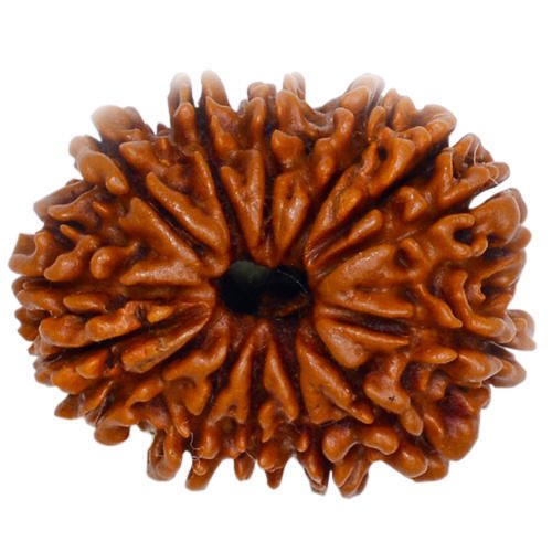 that Shiva does not accept Puja of those devotees who do not wear the Rudrakshas.In padma purana it is mentioned that A man becomes equal to me (shiva) by wearing rudraksha.Based on what I’ve studied till now, I get to know about 21 kind of rudraksha, (based on number of