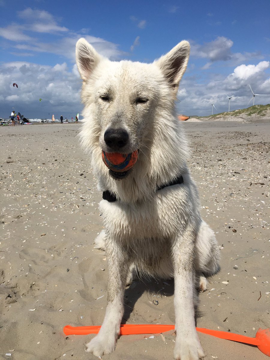 JolanAngel's tweet image. Uitgewaaid, weggewaaid, gezandstraald worden, heerlijk zwemmen in de golven vandaag! #strand #rozig