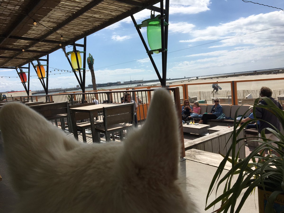 JolanAngel's tweet image. Uitgewaaid, weggewaaid, gezandstraald worden, heerlijk zwemmen in de golven vandaag! #strand #rozig