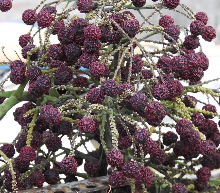 selected locations of South East Asia, botanically known as Elaeocarpus Ganitrus. Origin of rudraksha has been mentioned in shiva purana. According to which, Siva, the master of Yoga, was meditating for thousands of years for the benefit of people. When Siva opened his eyes,