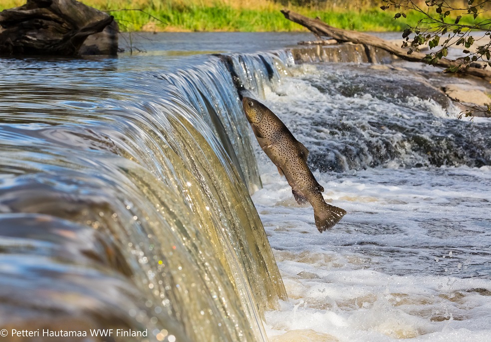 Por eso, el informe aboga por la implementación urgente de un Plan de Recuperación de Emergencia y el impulso de un mejor monitoreo científico de las especies. La nota completa, aquí :  https://blogs.elespectador.com/actualidad/el-rio/la-poblacion-peces-migratorios-agua-dulce-cayo-75-los-ultimos-50-anos