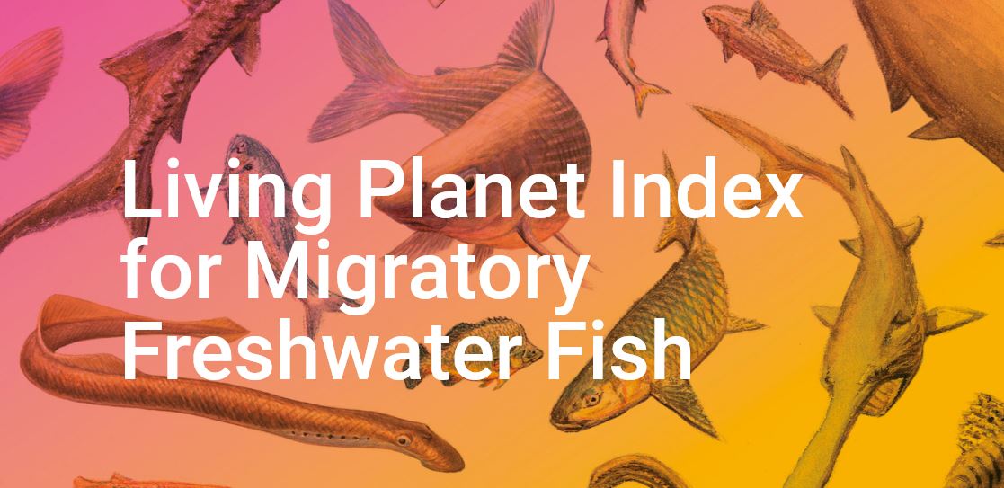 BonnConvention's tweet image. Declining #migratoryfish populations threaten the livelihoods of millions says new #LPImigratoryfish report launched today by the World Fish Migration Foundation and the Zoological Society of London

👉bit.ly/2OXD0BE