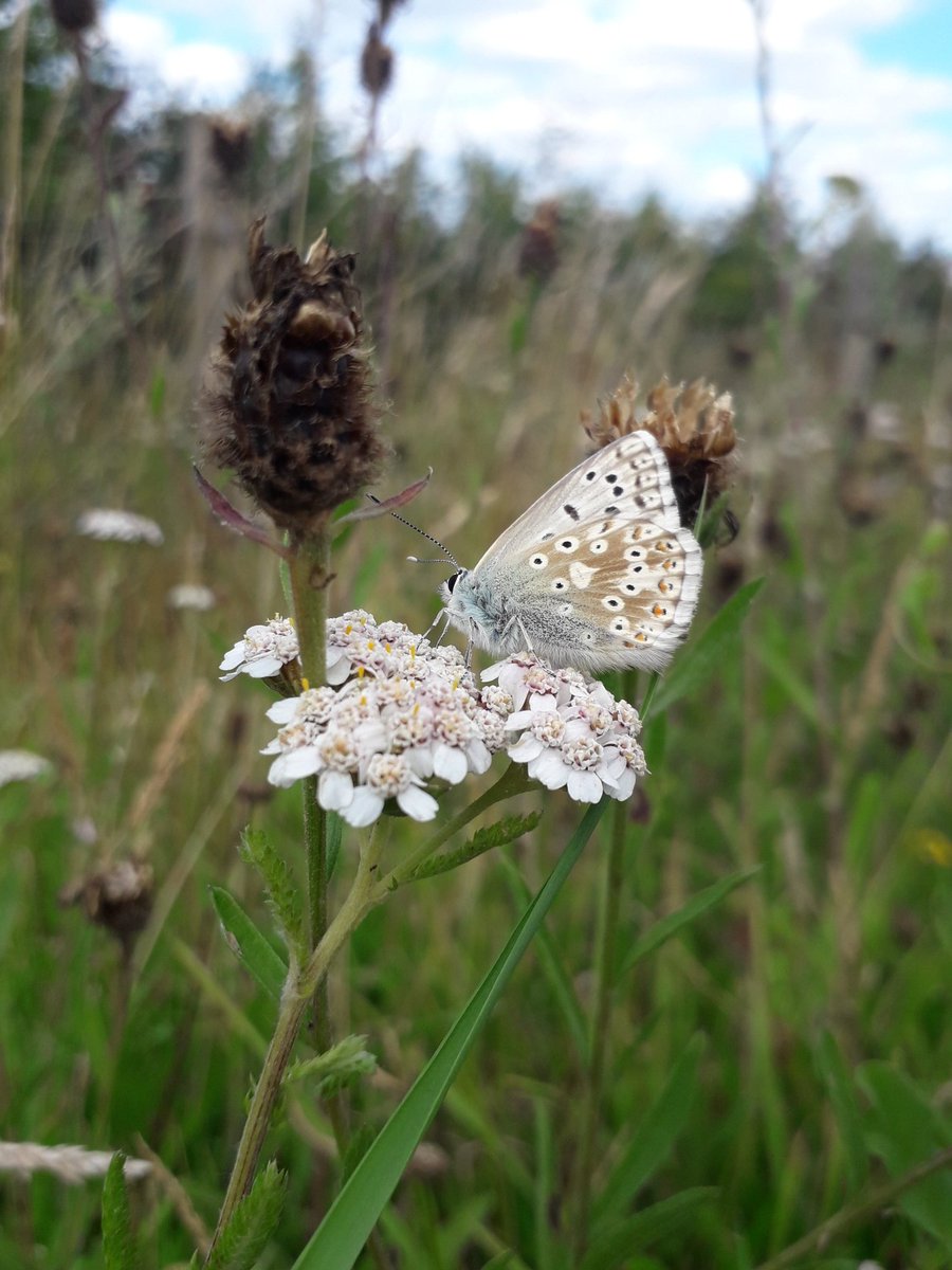 Tirzahswt's tweet photo. A day of fence work at Malling Down today lead to our first chalkhill blue sighting! #ledermantrainee https://t.co/Pg4LEavnwp